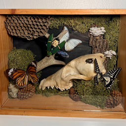 A collection of natural items such as bones, insects, moss, and pinecones, in a boxed wooden frame.