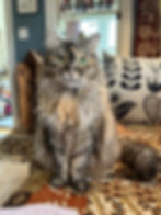 Fluffy cat with green eyes sits on a patterned cushion. Background has decorative pillows and wall art, creating a cozy atmosphere.