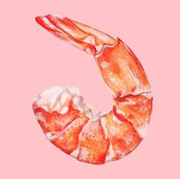 An illustration of a cooked shrimp, on a pink background.