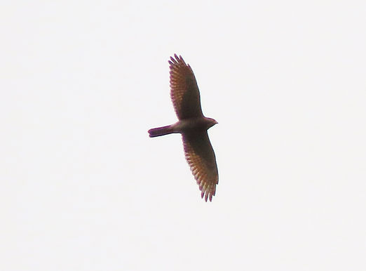 浅古・サシバ成鳥_230414-1.JPG