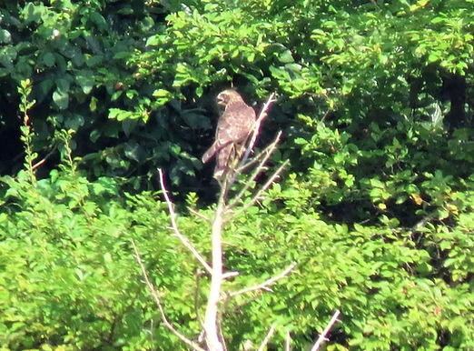 20240731_天理サシバ幼鳥08.jpg
