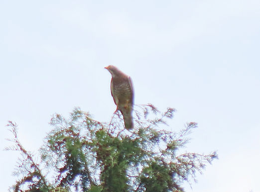 20240420山添F成鳥雄止まり①.jpg