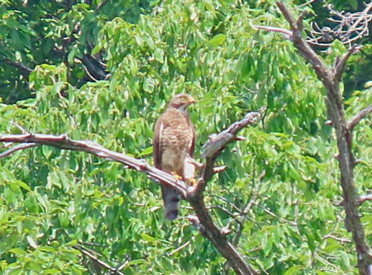 20260613山添村D成鳥雌の止まり.jpg