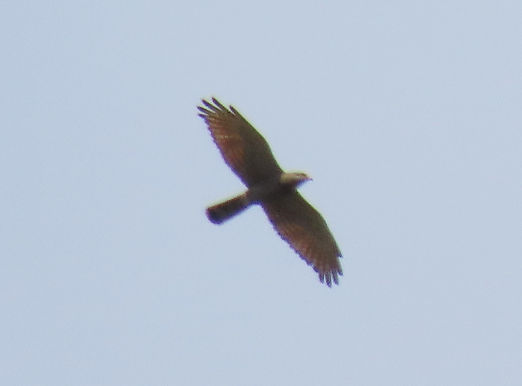 20240313明日香Dサシバ成鳥飛翔.jpg