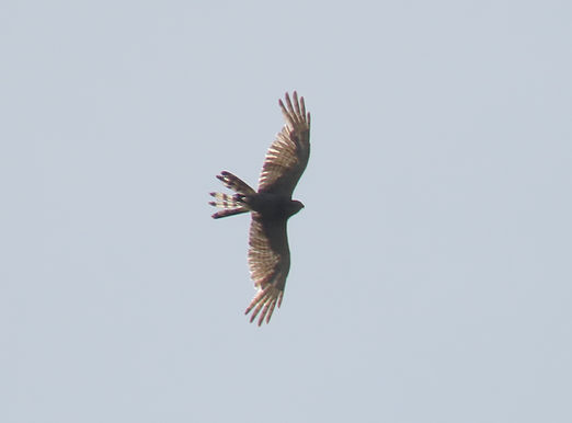 20240707山添村Fサシバ成鳥②.JPG