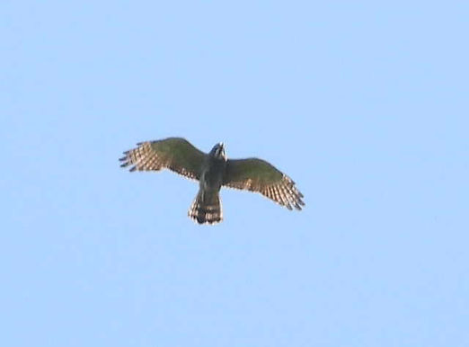 20240511室津サシバ成鳥①.jpg