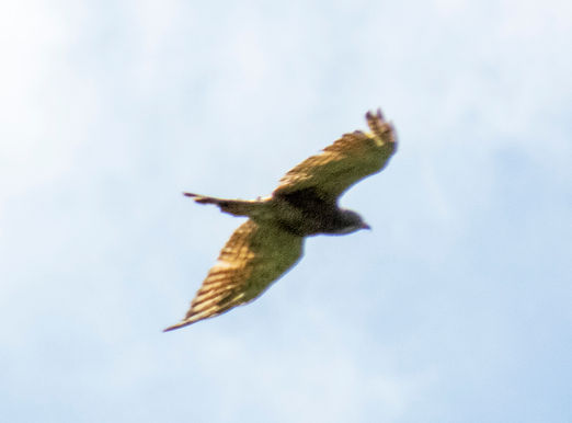 20220724桜井市Aサシバ成鳥.JPG