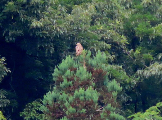 20240629_吉野・山口_営巣地付近に止まるサシバ雌.JPG