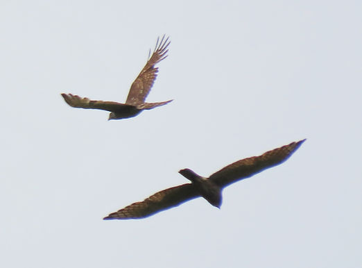 20250607奈良市Cサシバ若鳥.jpg