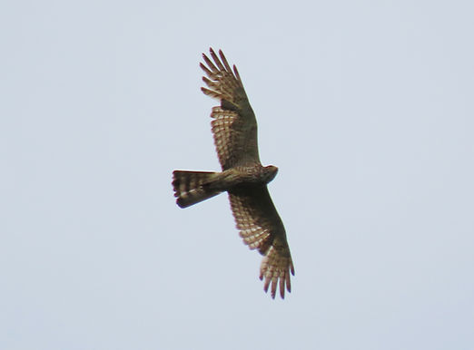 20250607奈良市Cサシバ成鳥と若鳥.jpg