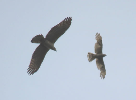 20260606奈良市Cサシバ成鳥雄攻撃.JPG