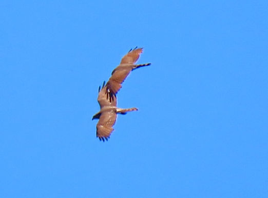 20260530奈良市Cサシバ成鳥雄攻撃.jpg