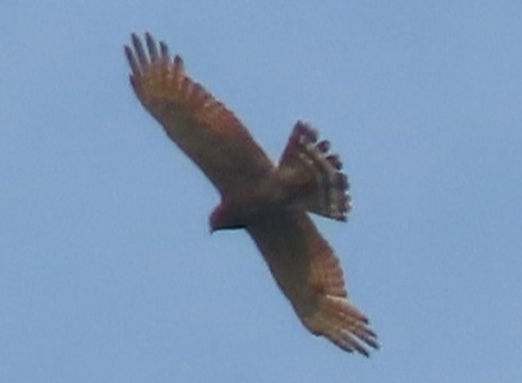 20190705御所市Aサシバ成鳥_edited.jpg