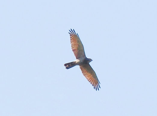 20250426桜井市Aサシバ成鳥雄.jpg