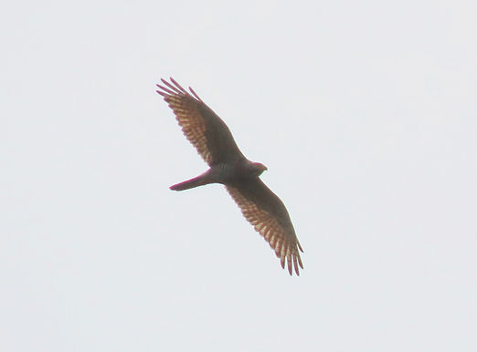 20240420山添F成鳥雄飛翔②.jpg