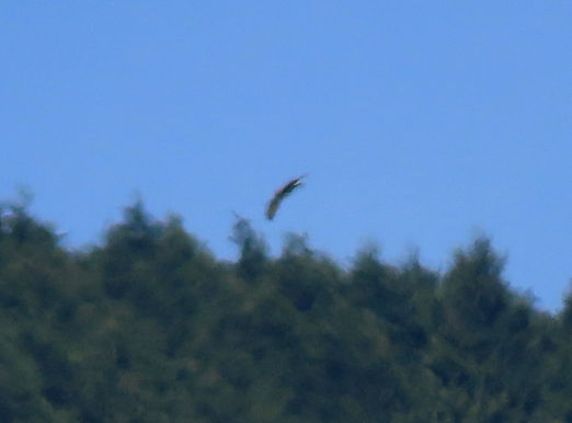 20240505_吉野・山口②.JPG