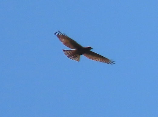 20220723桜井市Aサシバ幼鳥3羽.JPG