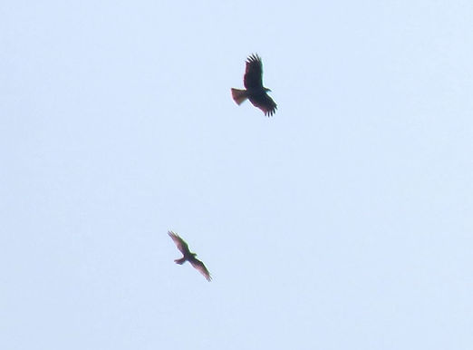 20230806大根田のサシバ幼鳥とトビ.jpg