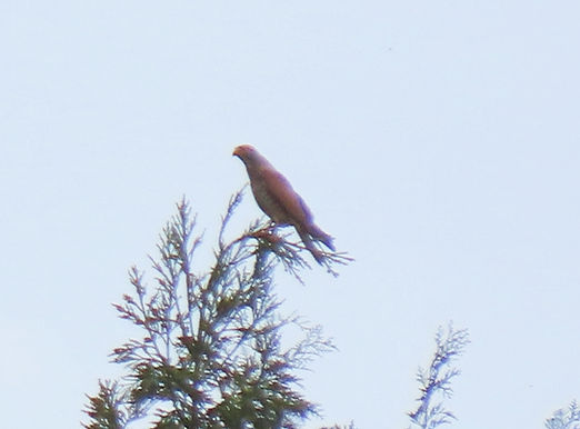 20240420山添F成鳥雄止まり②.jpg