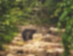 Shawnee State Forest Black Bear