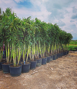 25 Gallon Christmas Palm