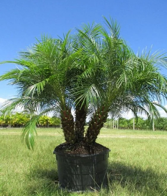 Roebelenii Palm