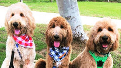 40595186_10217777066641039_5083775904342