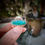 Thumbnail: Parrot Wing Chrysocolla ring