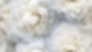 peony flowers white closeup