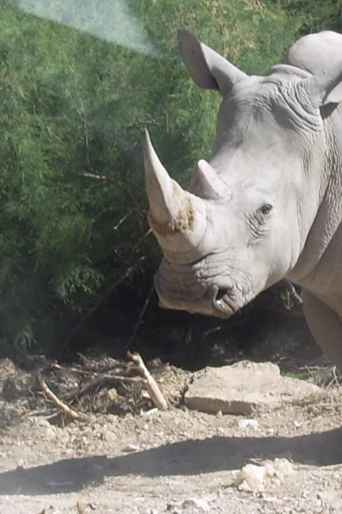 white rino.jpg