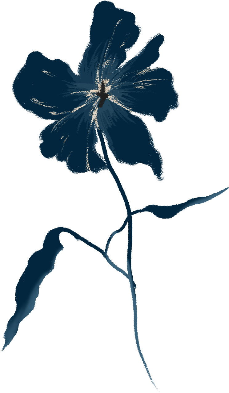 Pink Poppy Flowers