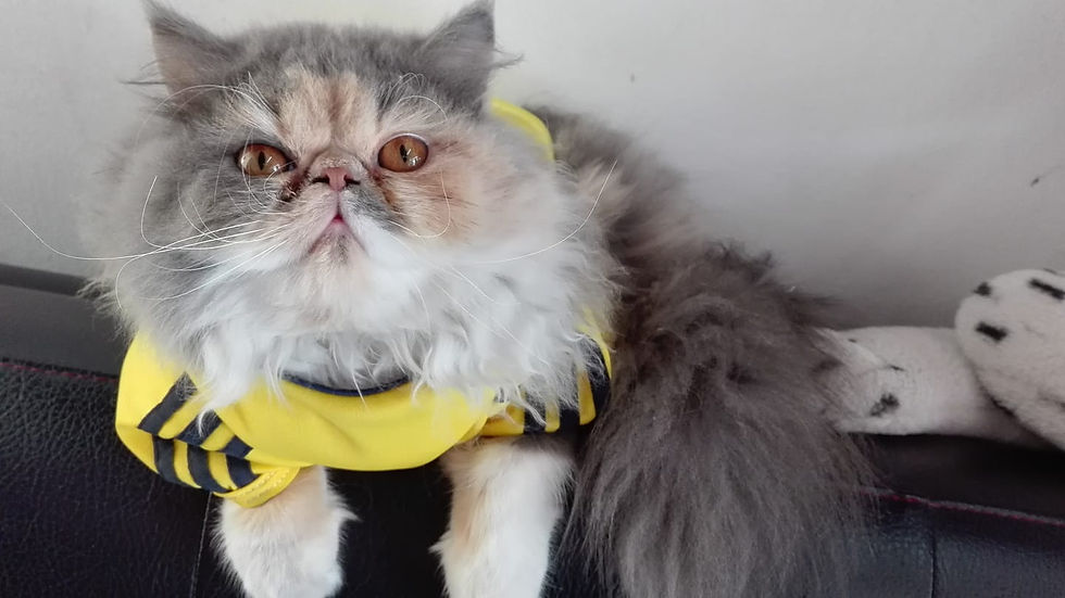 Miniatura: Camiseta Colombia (Rusia 2018)