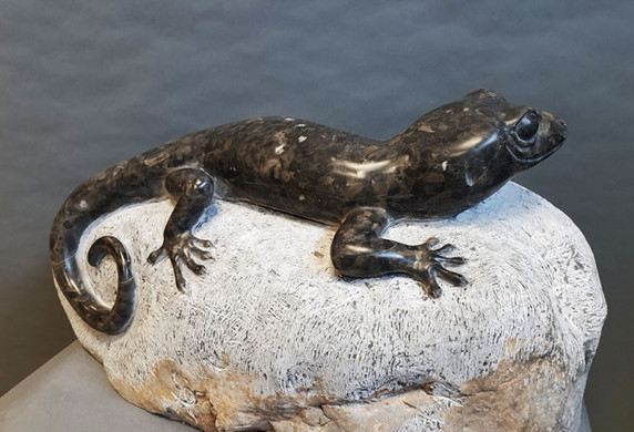 Black_Gecko_2_620_422.jpeg