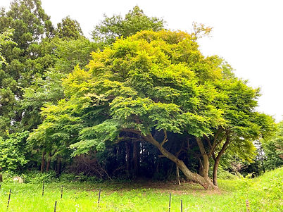 上人塚古墳 佐倉市の古墳 千葉県