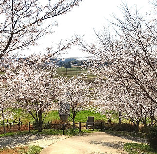 小篠塚城址広場 桜