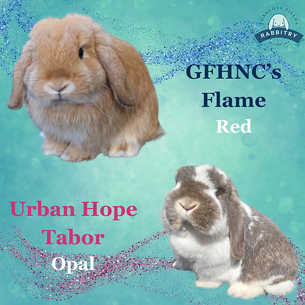 Parents - Flame x Tabor.png