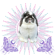 SD Logo Light Wordless.png