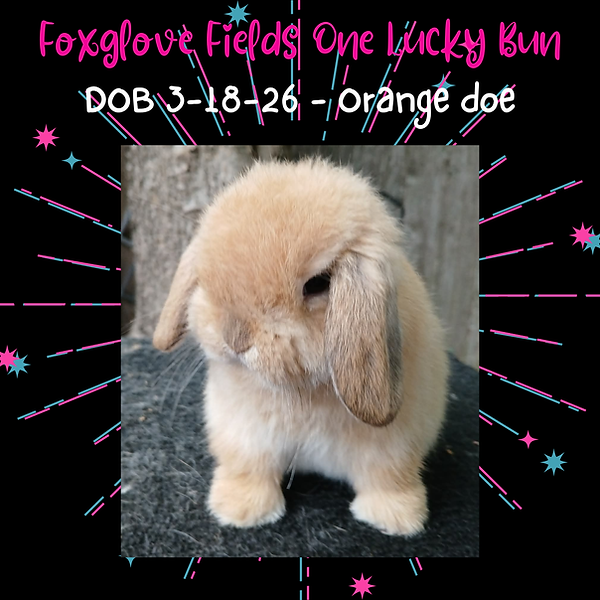 Lucky 5-22-26.png