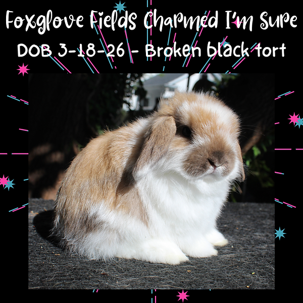 Charmed I'm Sure 5-8-26.png