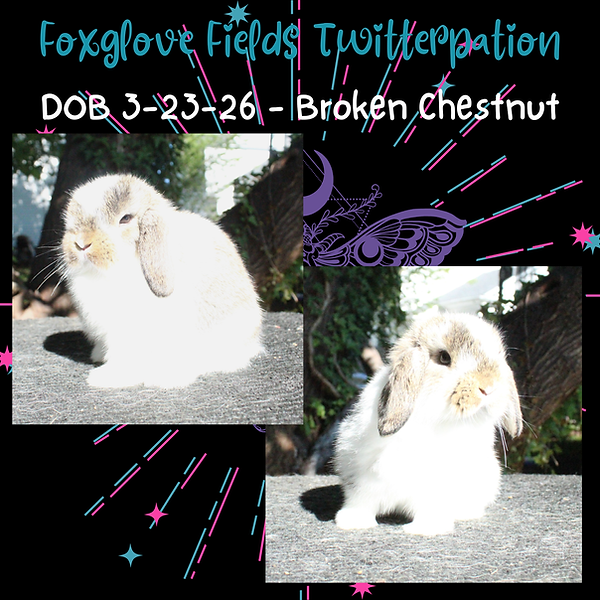 Twitterpation 5-8-26.png