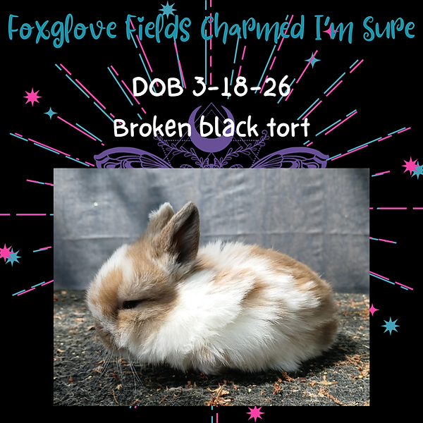 Charmed I'm Sure 4-9-26.png