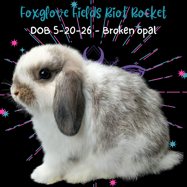 Riot Rocket 7-15-26-Profile.png