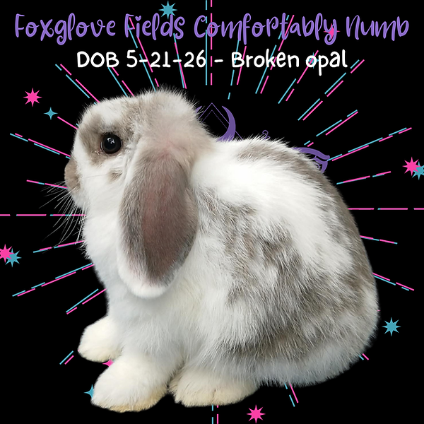 Comfortably Numb 7-20-26.png