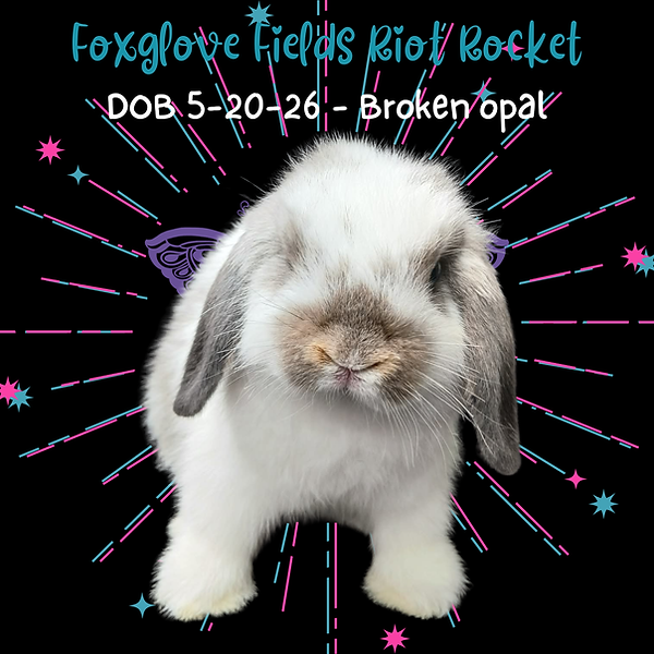 Riot Rocket 7-15-26-Front.png