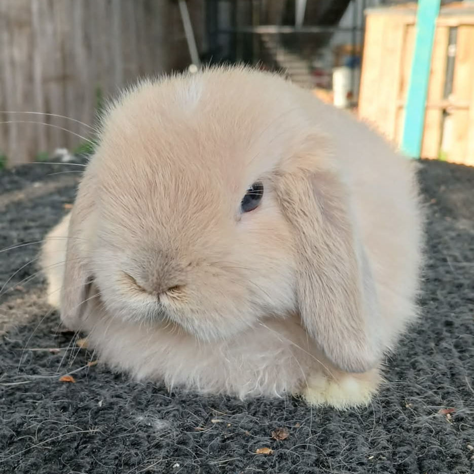 Hoppy Endings Loptimus Prime: Blue-Cream Harlequin, pre-junior (VM)