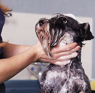 Hands washing a dog's head with shampoo