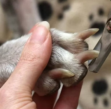 Clipping a dog's nails