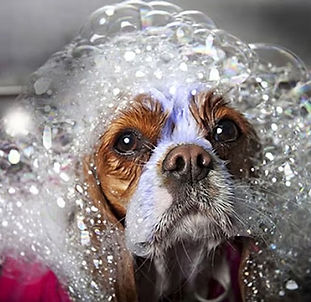 Dog covered in soap bubbles