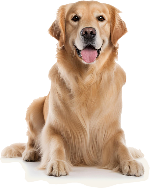 Golden retriever dog lying down with tongue out