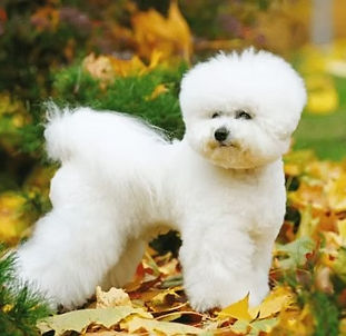Stylish white dog with a fluffy haircut on autumn leaves